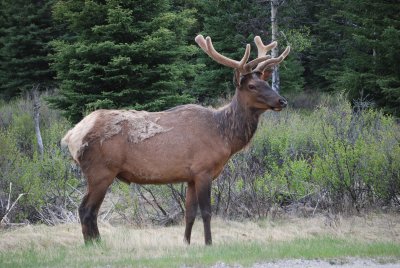 Elk, Bow Valley Parkway
