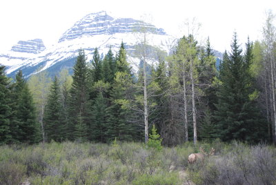 Elk, Bow Valley Parkway