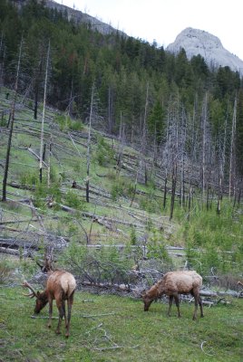 Elk on Sawback burn out, Bow Valley Parkway