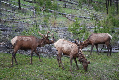Elk on Sawback burn out, Bow Valley Parkway