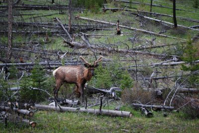 Elk on Sawback burn out, Bow Valley Parkway