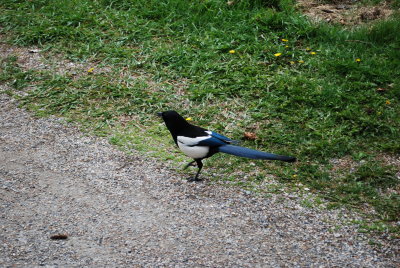 Magpie