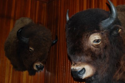 Banff Park Museum
