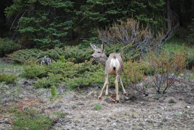 Female White-Tailed Deer