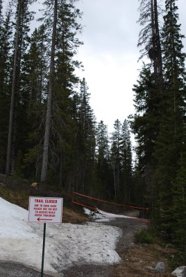 Old ski out trail from chalet (30 years since I skied it!)