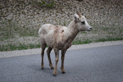 Young bighorn