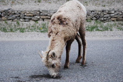 Young bighorn