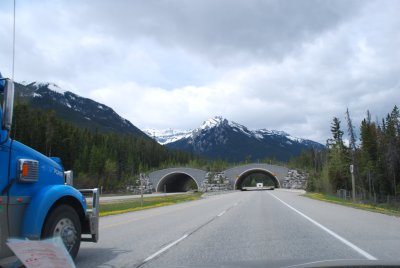 Wildlife highway crossover, Bow Valley