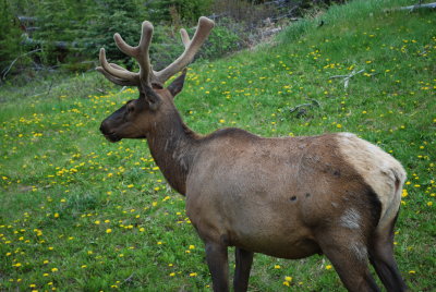Just another elk