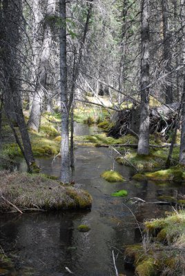 Off the Banff Springs golf course