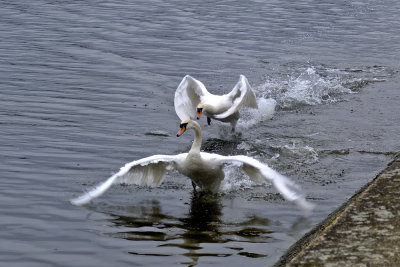 Aldenham Country Park