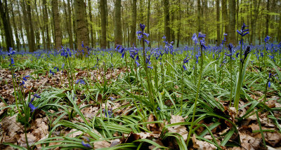 Ashridge Bluebells