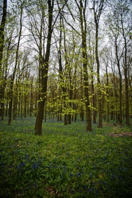 Ashridge Bluebells