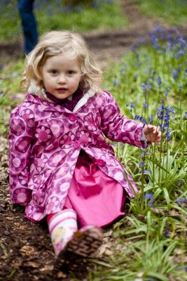 Ashridge Bluebells