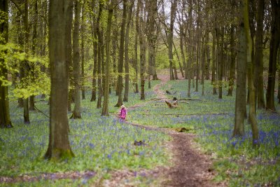 Ashridge Bluebells