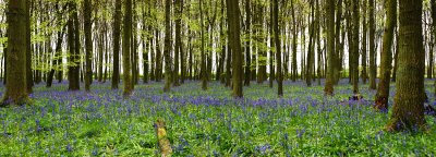 Ashridge Bluebells