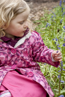 Ashridge Bluebells