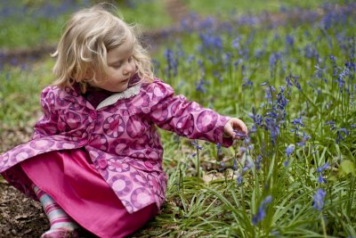 Ashridge Bluebells