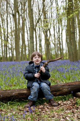 Ashridge Bluebells