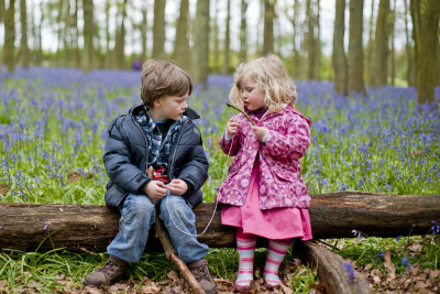 Ashridge Bluebells