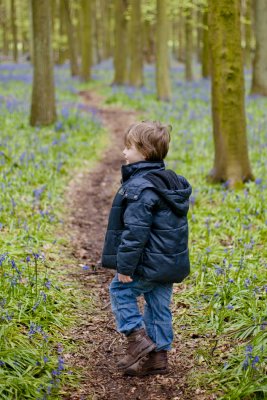 Ashridge Bluebells