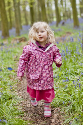 Ashridge Bluebells