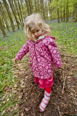 Ashridge Bluebells