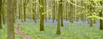 Ashridge Bluebells