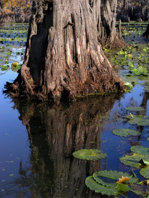 Tree and lily pads