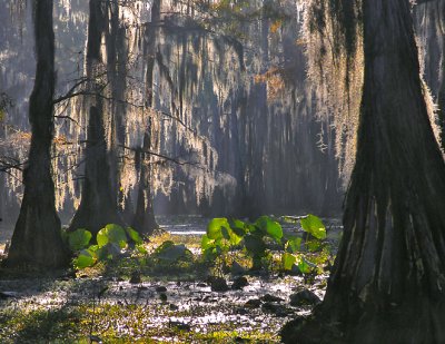 Lilly pads and Spanish moss