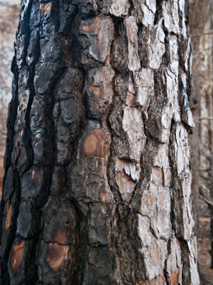 Burned bark #11