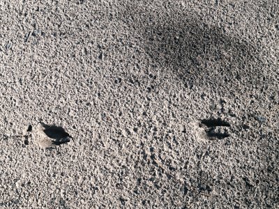 Deer tracks in ashes