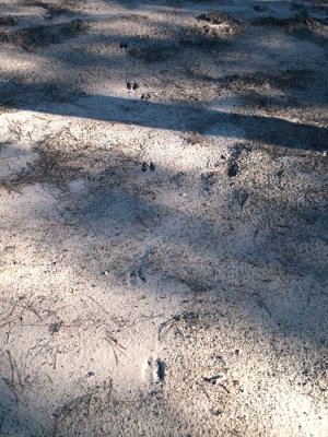 Deer tracks in ashes #2