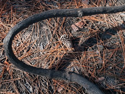 Vine and pine cone