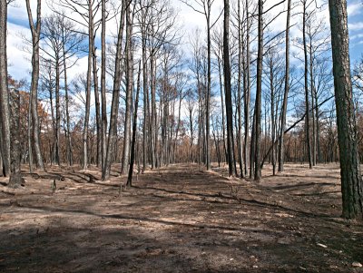 Historic road, exposed by the fire