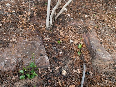 Old CCC fire pit discovered after fire, near shelter