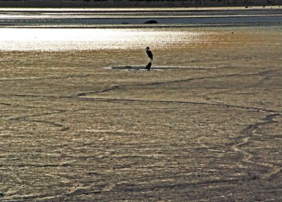 Great Blue Heron in mud flat