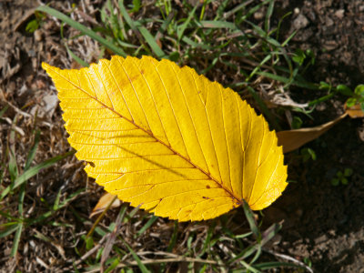 Elm leaf