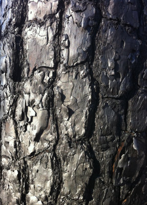 IPhone 4 test of burned bark