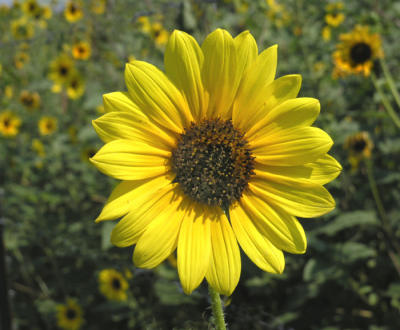One sunflower