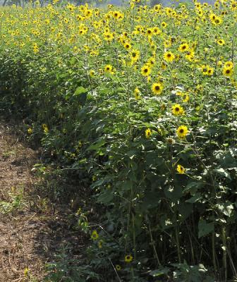 Edge of the sunflower field