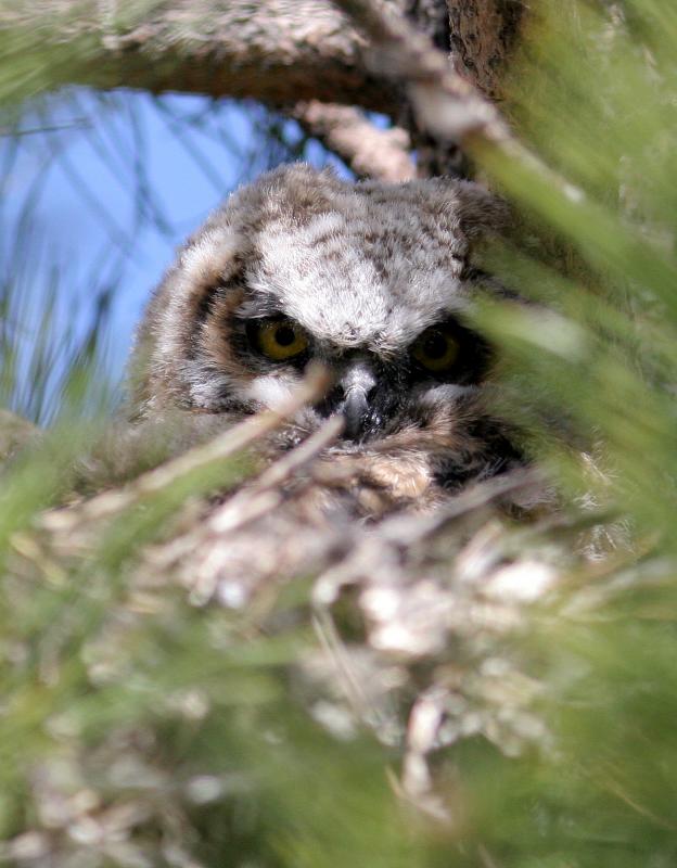 Great Horned Owl