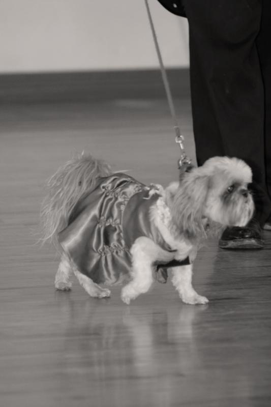 Dancehall Dogs
