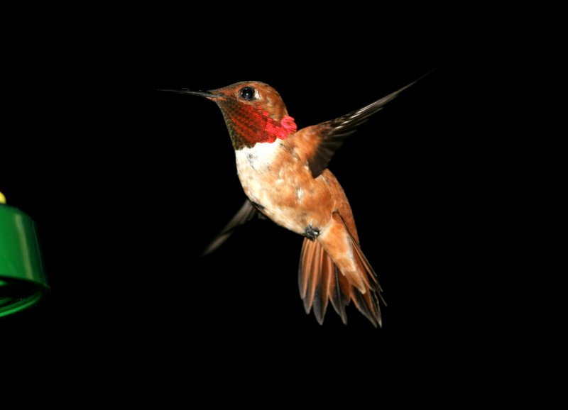Top bird