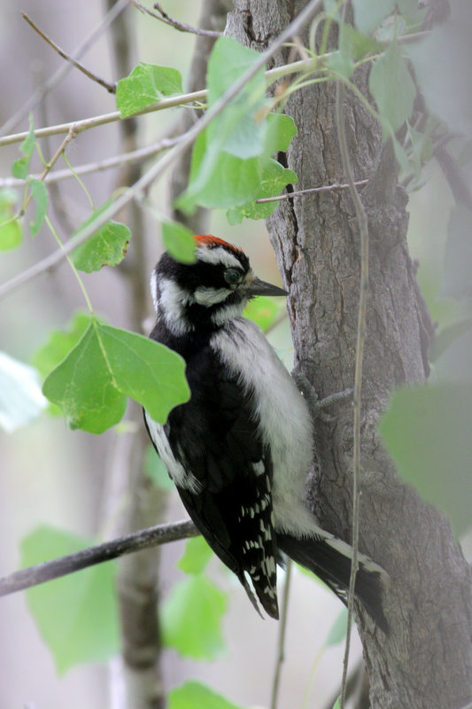 Downey woodpecker