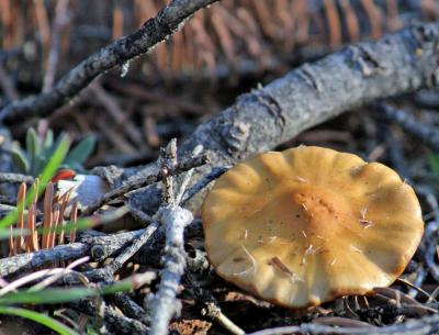 Mushroom  Also Good Veterans Day to those who served.