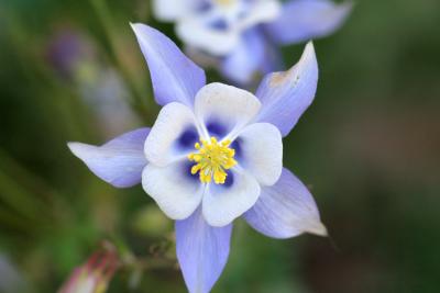 Colorado columbine