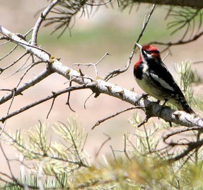 Red-naped Sapsucker