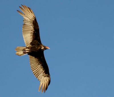 Turkey Vulture