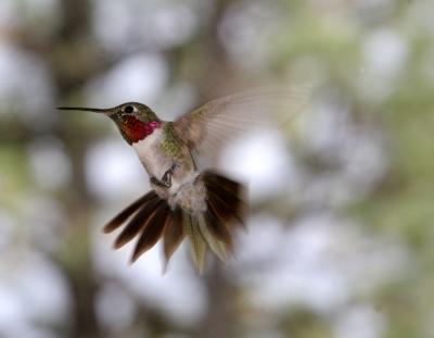 Broadtail Hummingbird